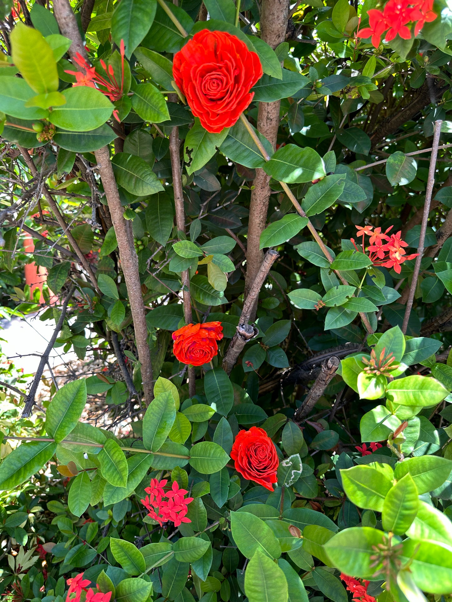 Decorative Deer Repellent