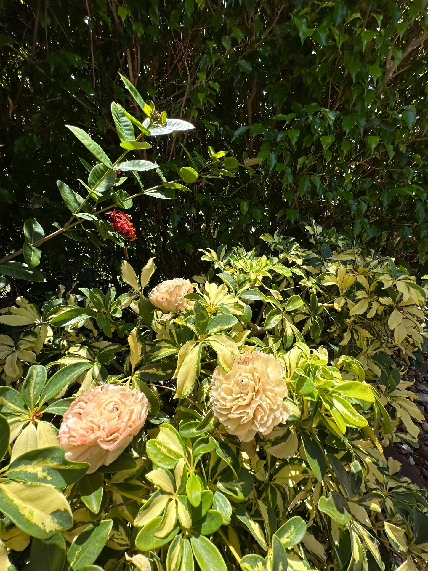 Decorative Deer Repellent